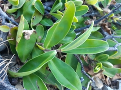 Veronica stricta macroura
