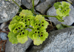 Chrysosplenium