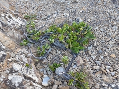 Veronica stricta macroura