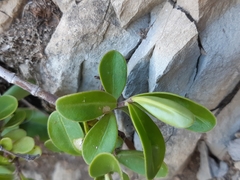 Veronica stricta macroura