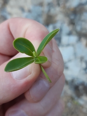Veronica stricta macroura