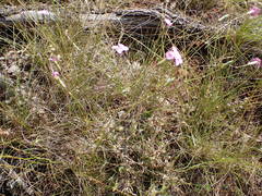Dianthus subacaulis