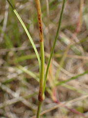 Dianthus subacaulis