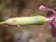 Dianthus subacaulis