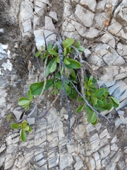 Veronica stricta macroura