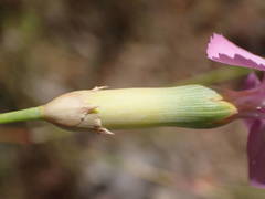 Dianthus subacaulis