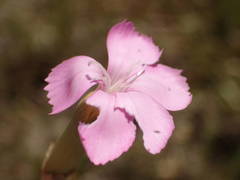 Dianthus subacaulis