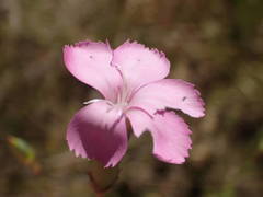 Dianthus subacaulis