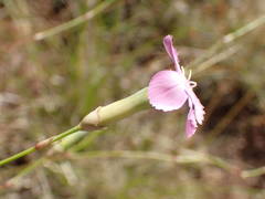 Dianthus subacaulis