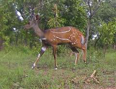 Tragelaphus scriptus