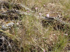 Dianthus subacaulis