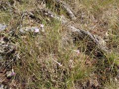 Dianthus subacaulis