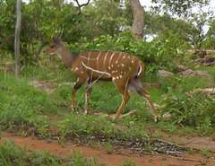 Tragelaphus scriptus