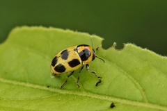 Cryptocephalus decemnotatus