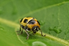 Cryptocephalus decemnotatus