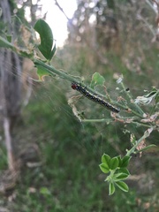 Uresiphita ornithopteralis