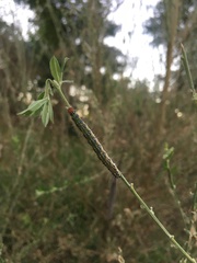 Uresiphita ornithopteralis