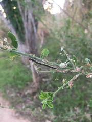 Uresiphita ornithopteralis