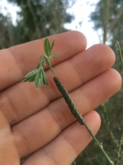 Uresiphita ornithopteralis