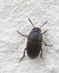 Ptomaphagus