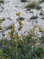 Medicago cretacea
