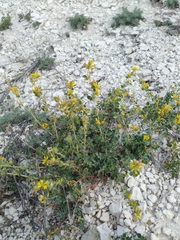 Medicago cretacea
