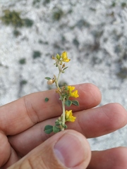 Medicago cretacea