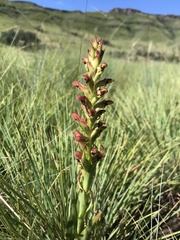 Disa brevicornis