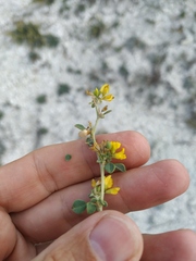Medicago cretacea