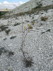 Brassica elongata pinnatifida