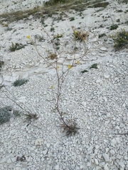 Brassica elongata pinnatifida
