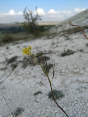 Brassica elongata pinnatifida