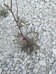 Brassica elongata pinnatifida