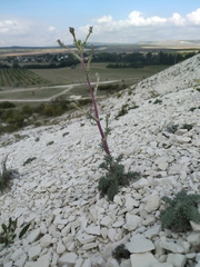 Seseli dichotomum
