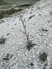 Seseli dichotomum
