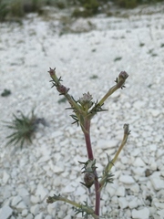 Seseli dichotomum