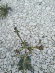 Seseli dichotomum