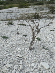 Seseli dichotomum