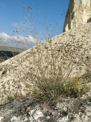 Gypsophila pallasii