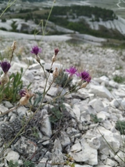 Centaurea sterilis