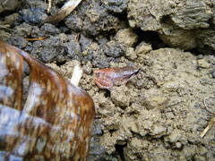 Eleutherodactylus abbotti