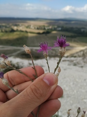 Centaurea sterilis