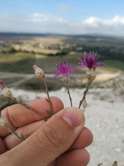 Centaurea sterilis