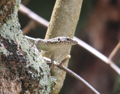 Adolfus kibonotensis