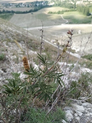 Salvia scabiosifolia