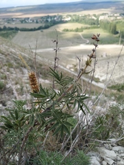 Salvia scabiosifolia