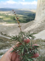 Salvia scabiosifolia