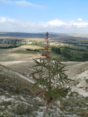 Salvia scabiosifolia