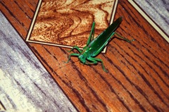Tettigonia viridissima