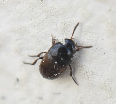 Ptomaphagus